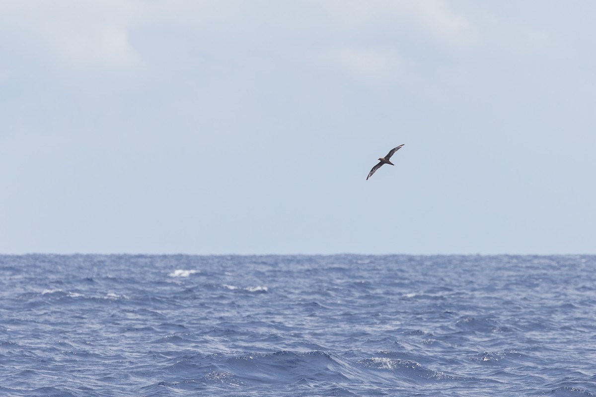 Trindade Petrel - ML626427569