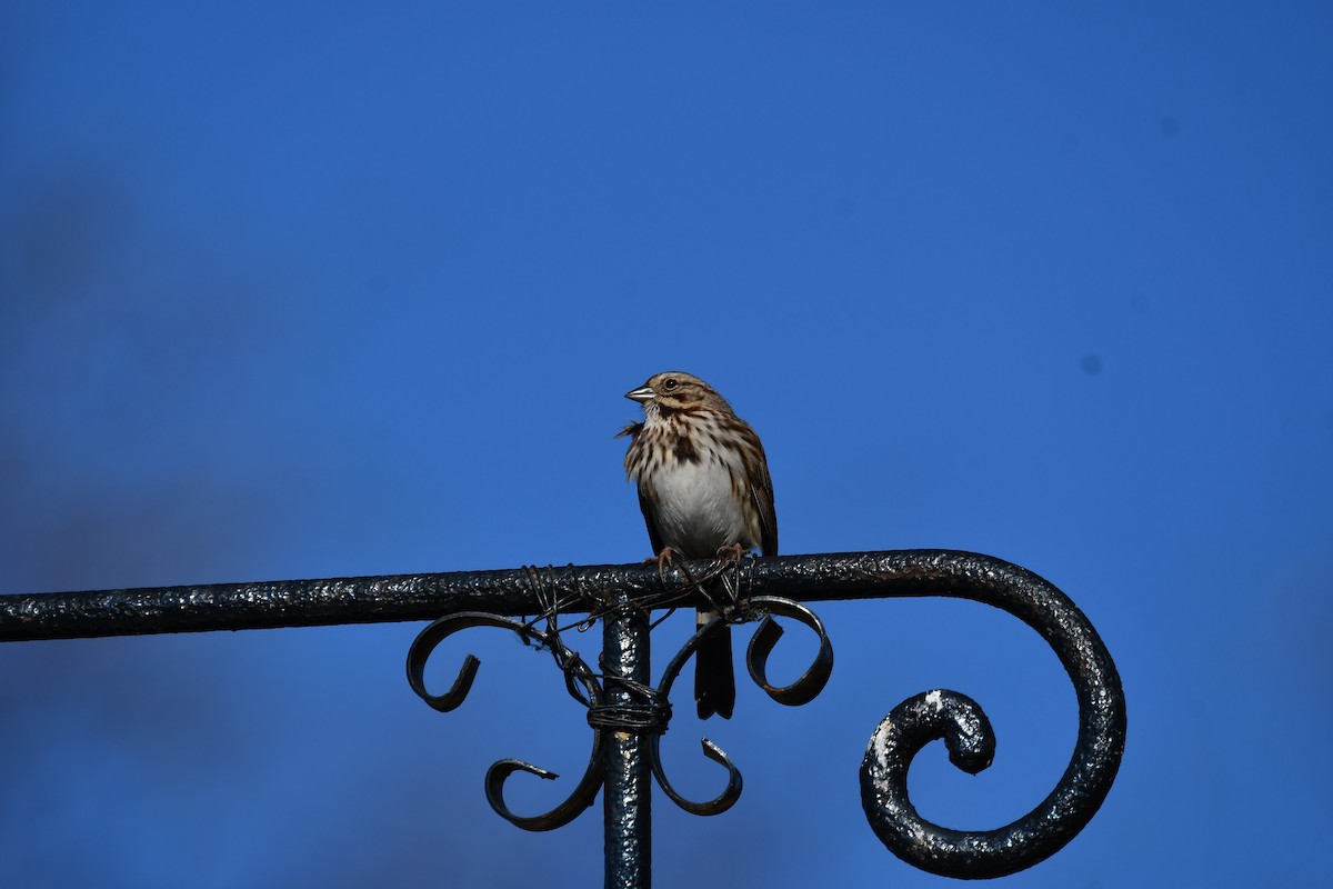 Song Sparrow - ML626427590