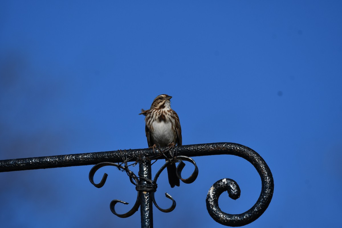 Song Sparrow - ML626427591