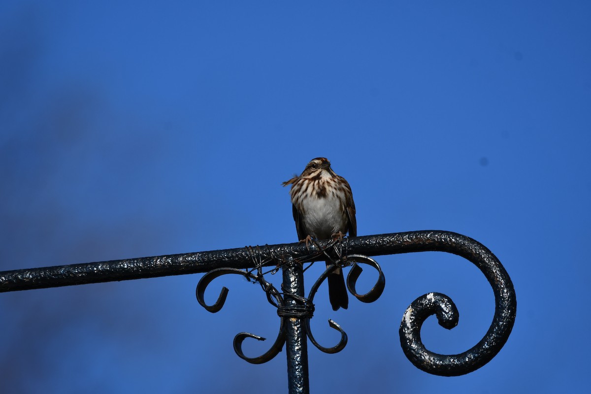 Song Sparrow - ML626427592