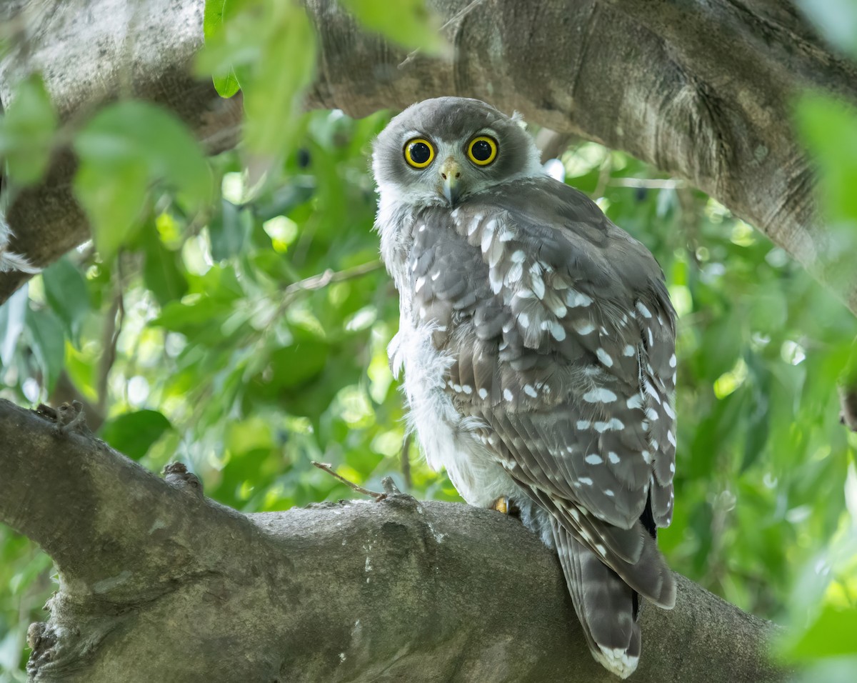 Barking Owl - ML626427605