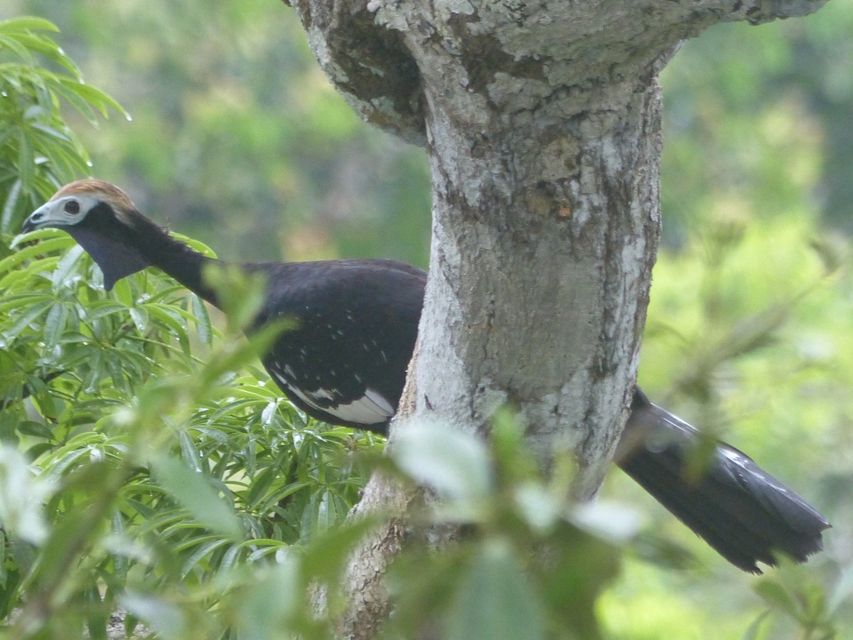 Blue-throated Piping-Guan - ML626428070