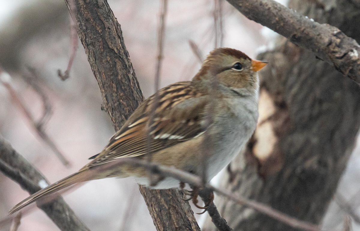 White-crowned Sparrow - ML626428117