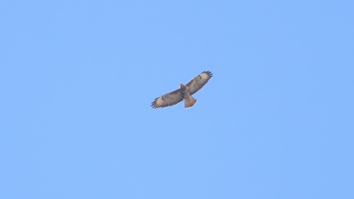 Common Buzzard (Steppe) - ML626428211