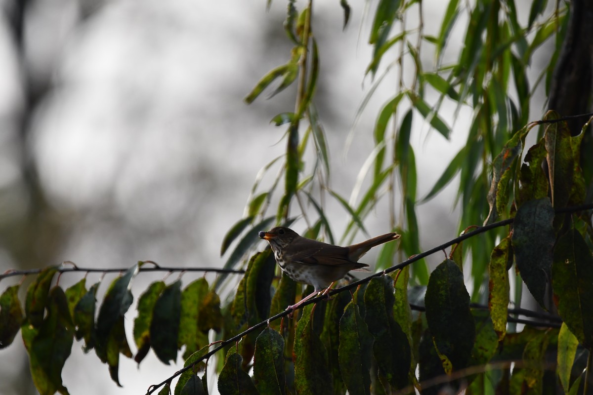 Hermit Thrush - ML626428215