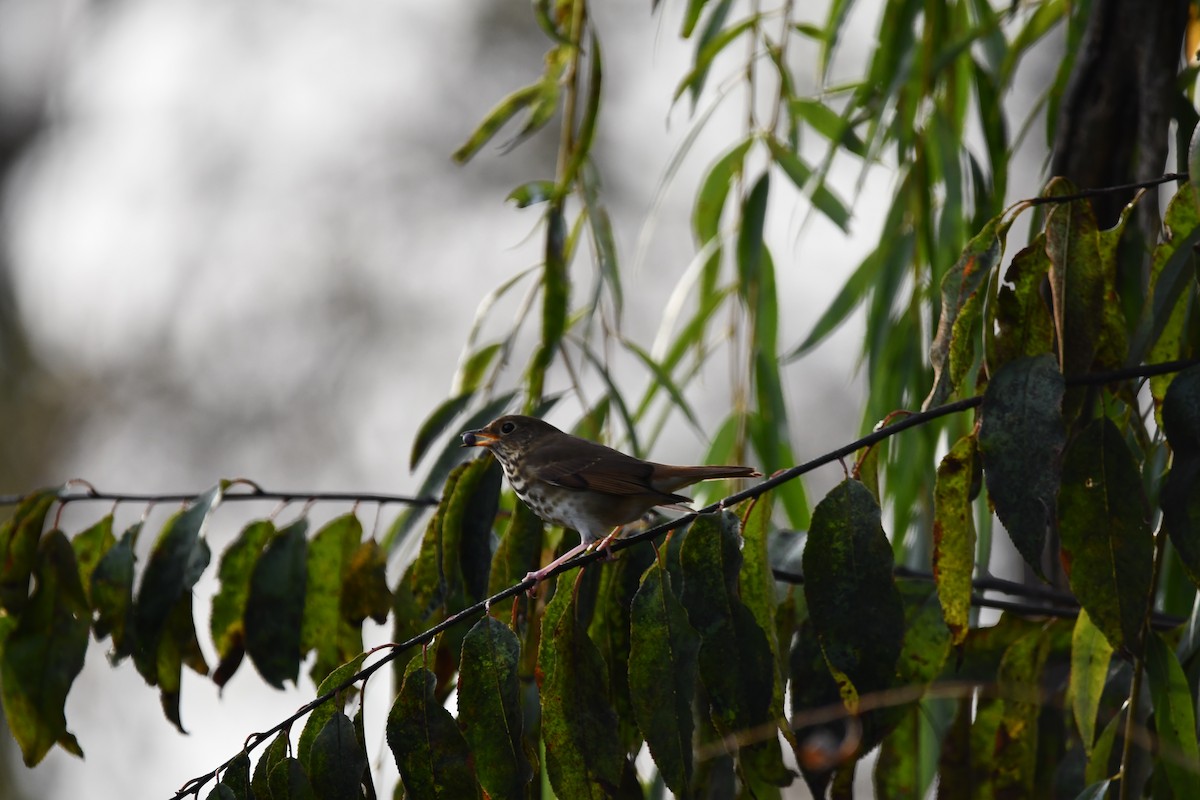 Hermit Thrush - ML626428216
