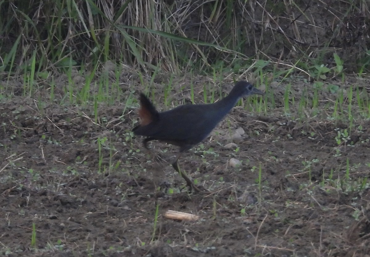 White-breasted Waterhen - ML626428479