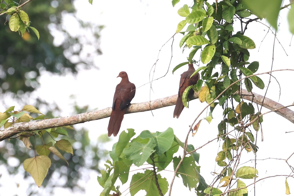 Barusan Cuckoo-Dove - ML626428556