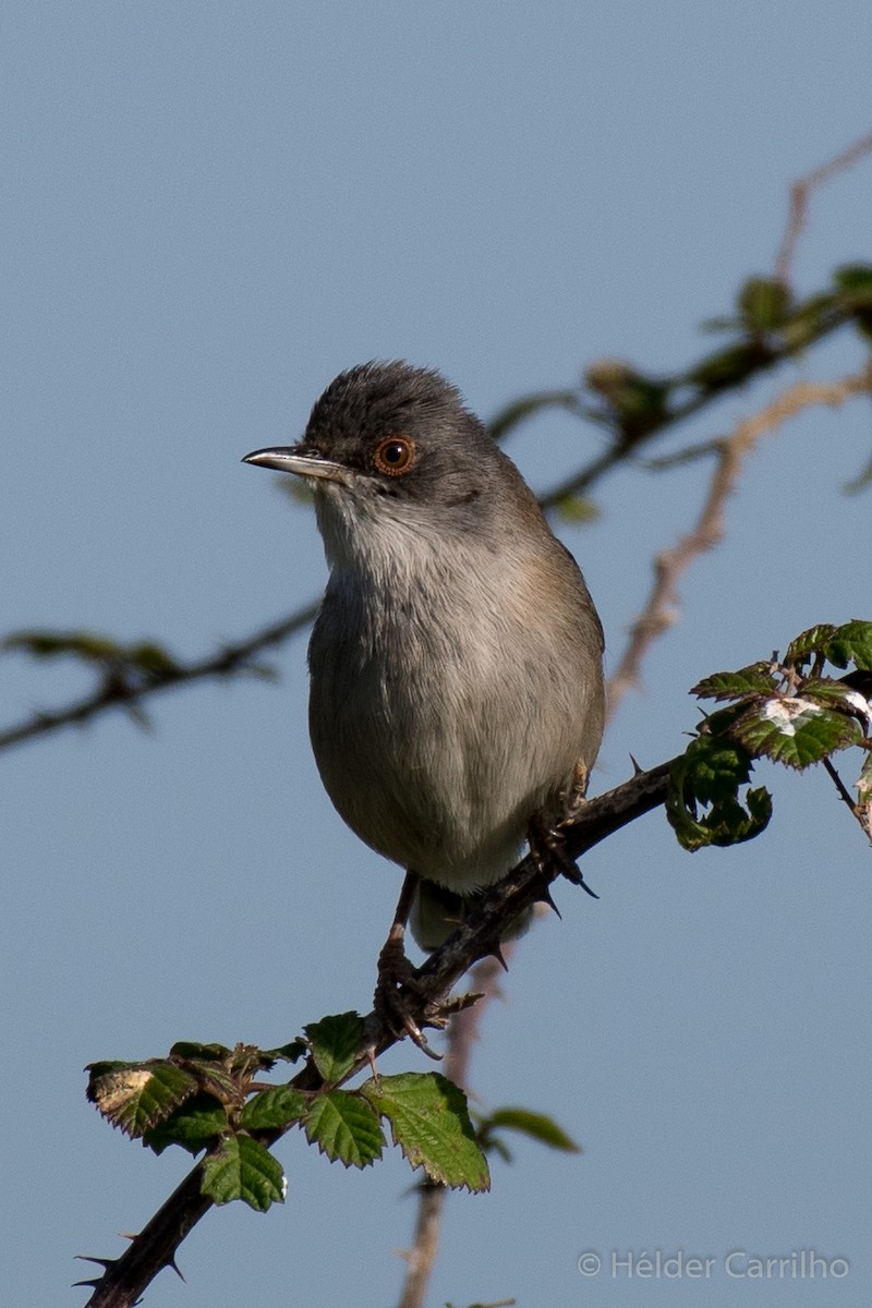 Sardinian Warbler - ML626428845