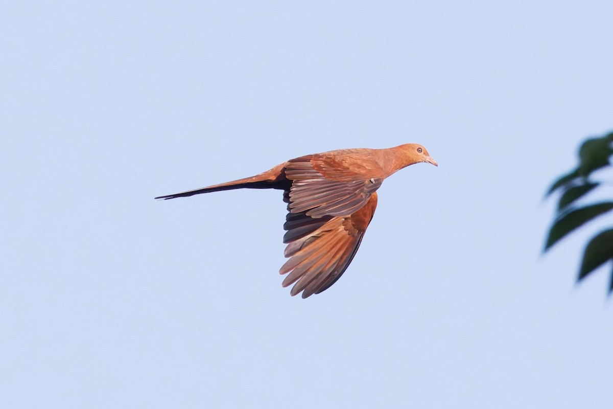 Barusan Cuckoo-Dove - ML626428922