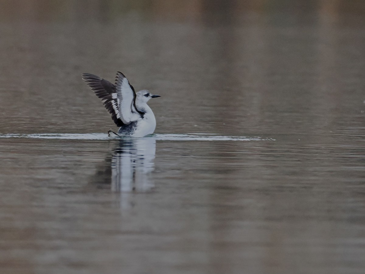 Black Guillemot - ML626428962
