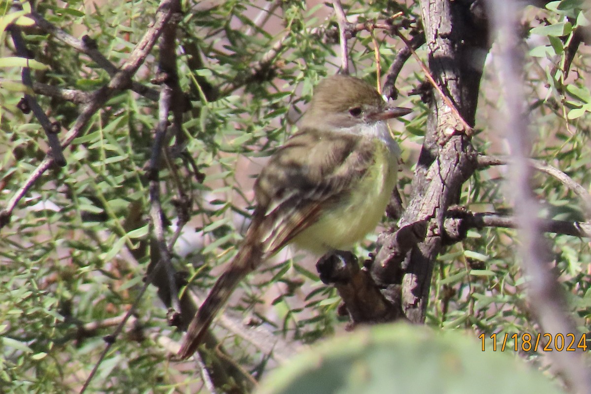 Nutting's Flycatcher - ML626429375