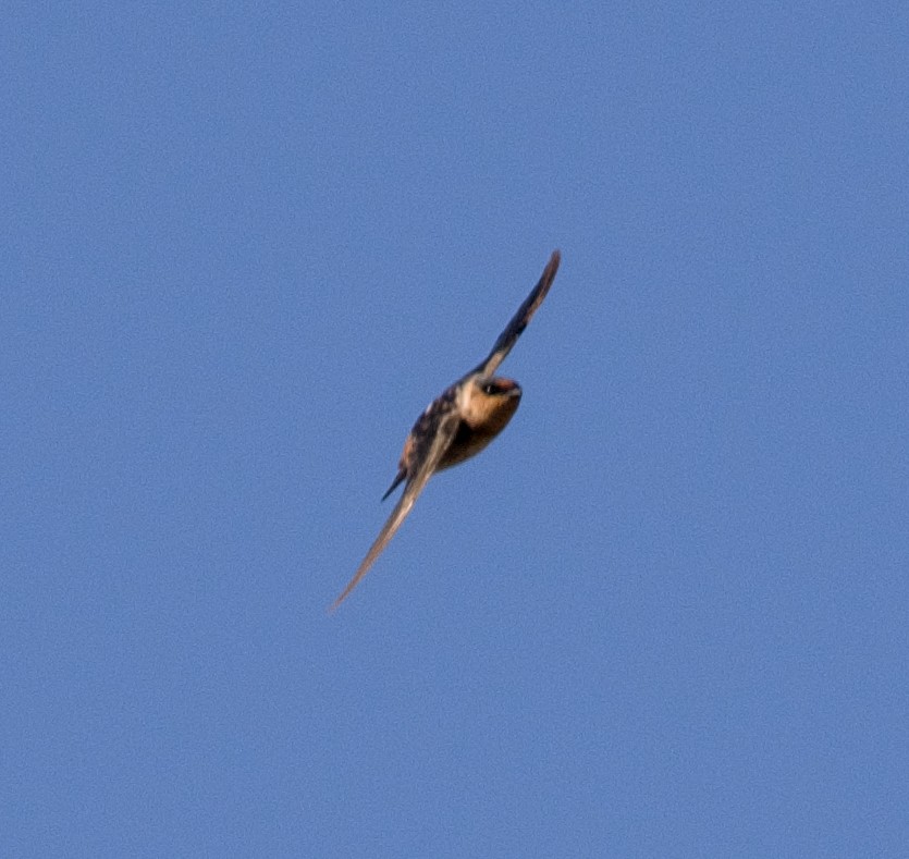 Cave Swallow - ML626429471