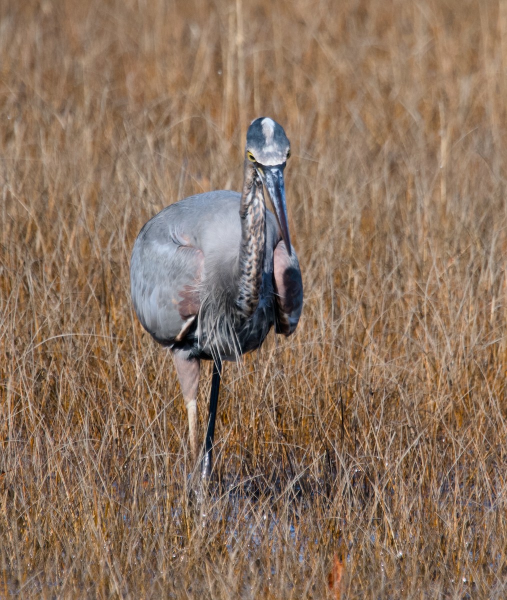 Great Blue Heron - ML626429502