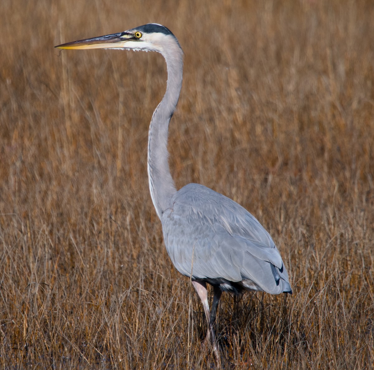 Great Blue Heron - ML626429503