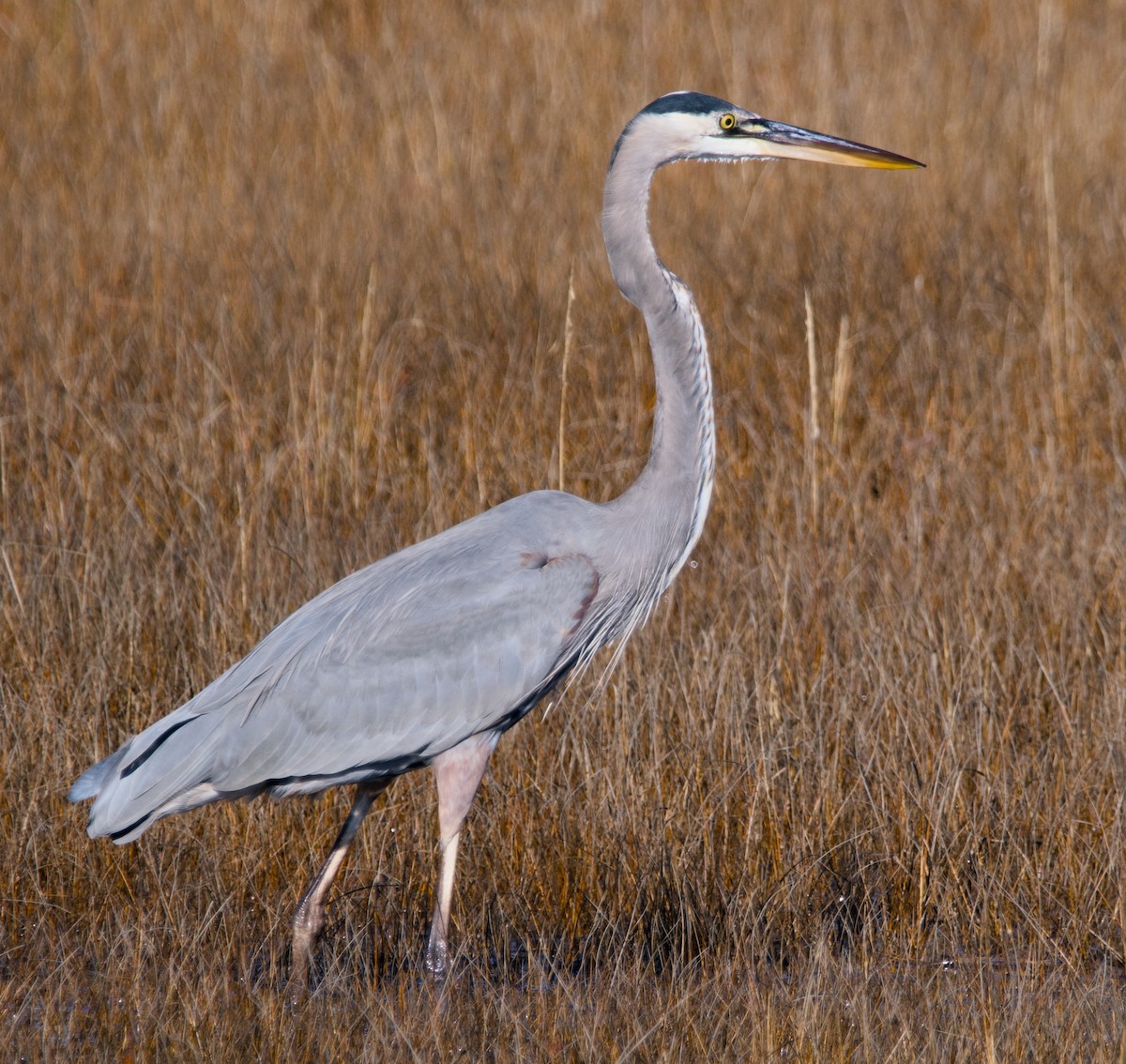 Great Blue Heron - ML626429504