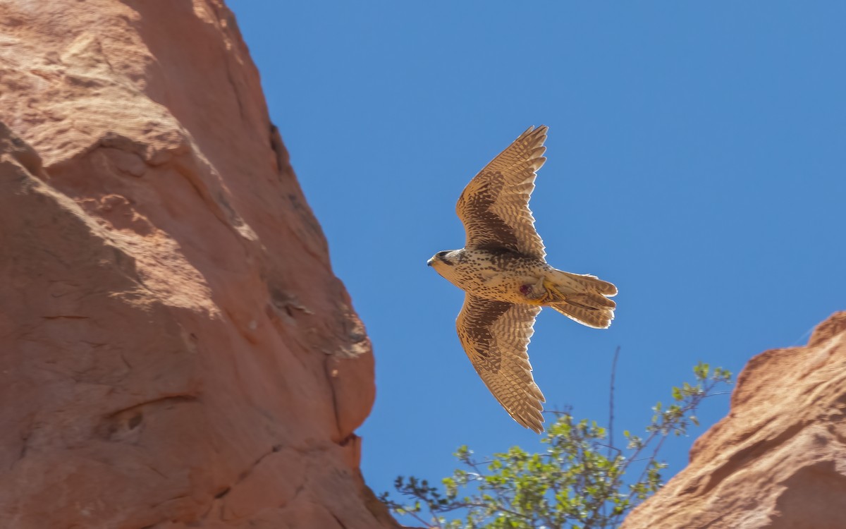 Prairie Falcon - ML626429601