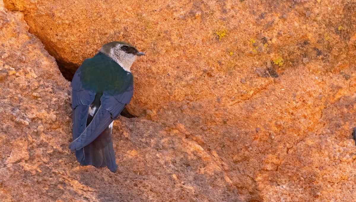 Violet-green Swallow - ML626429687