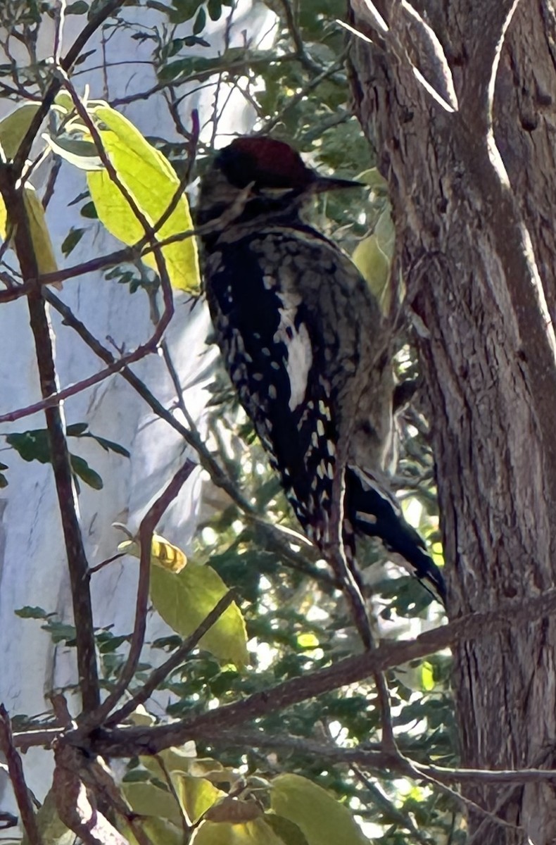 Yellow-bellied Sapsucker - ML626429801