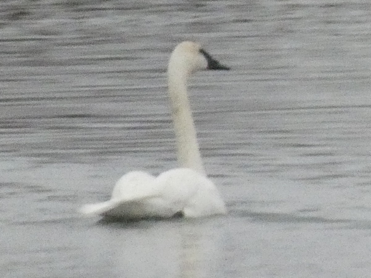 Cygne trompette - ML626429828