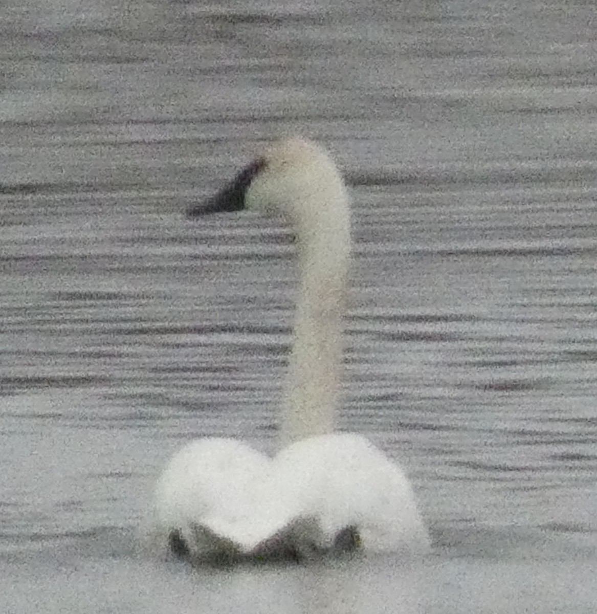Cygne trompette - ML626429840