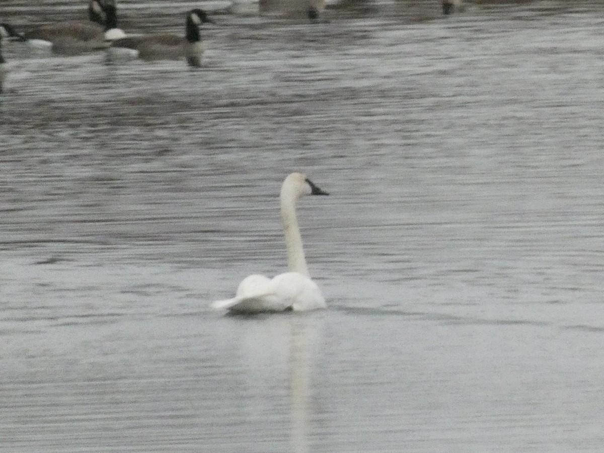 Cygne trompette - ML626429847