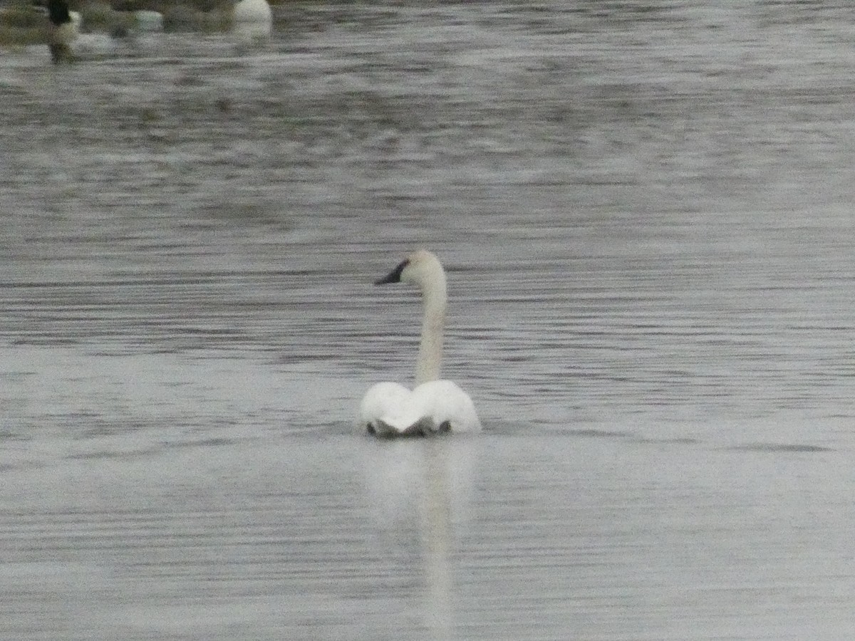 Cygne trompette - ML626429859