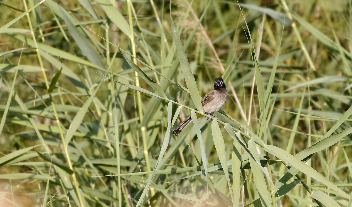 White-spectacled Bulbul - ML626429933