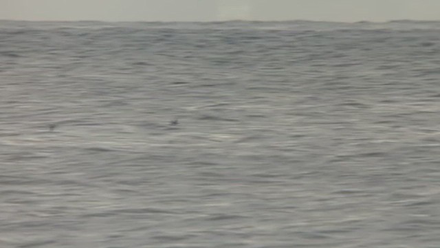 Dovekie - ML626430062