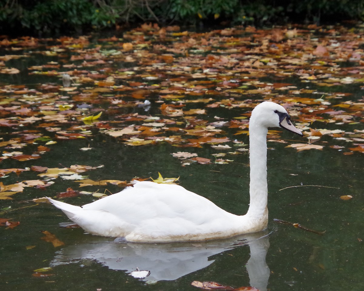 Cygne tuberculé - ML626430334