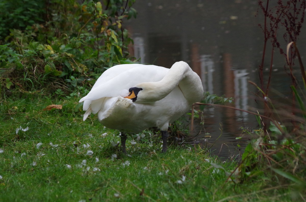 Cygne tuberculé - ML626430335