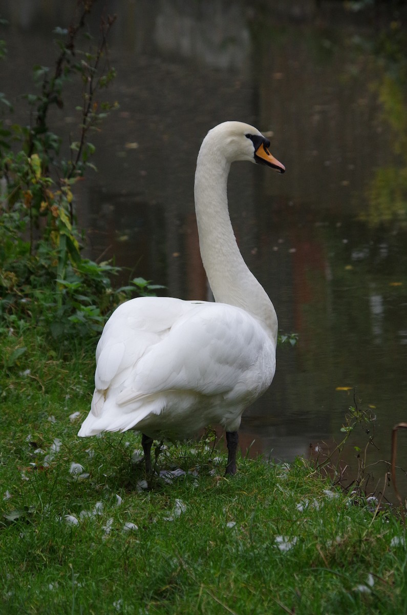 Cygne tuberculé - ML626430336