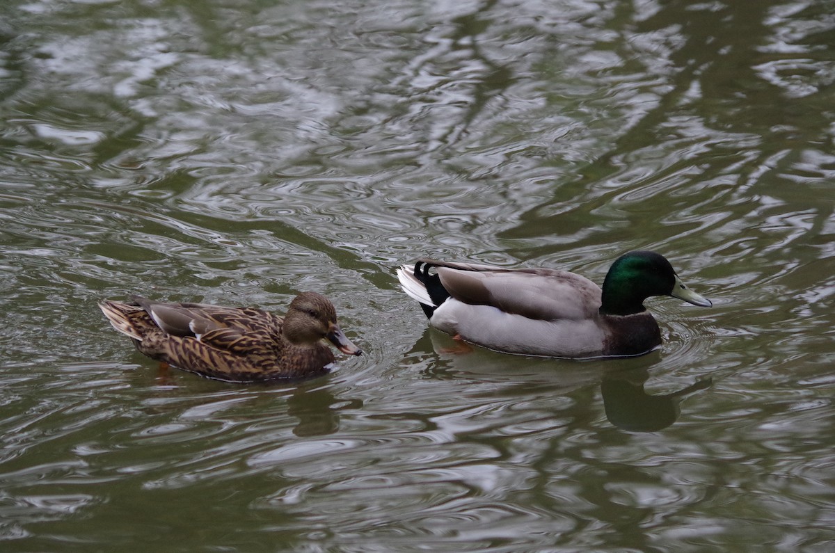 Canard colvert - ML626430339
