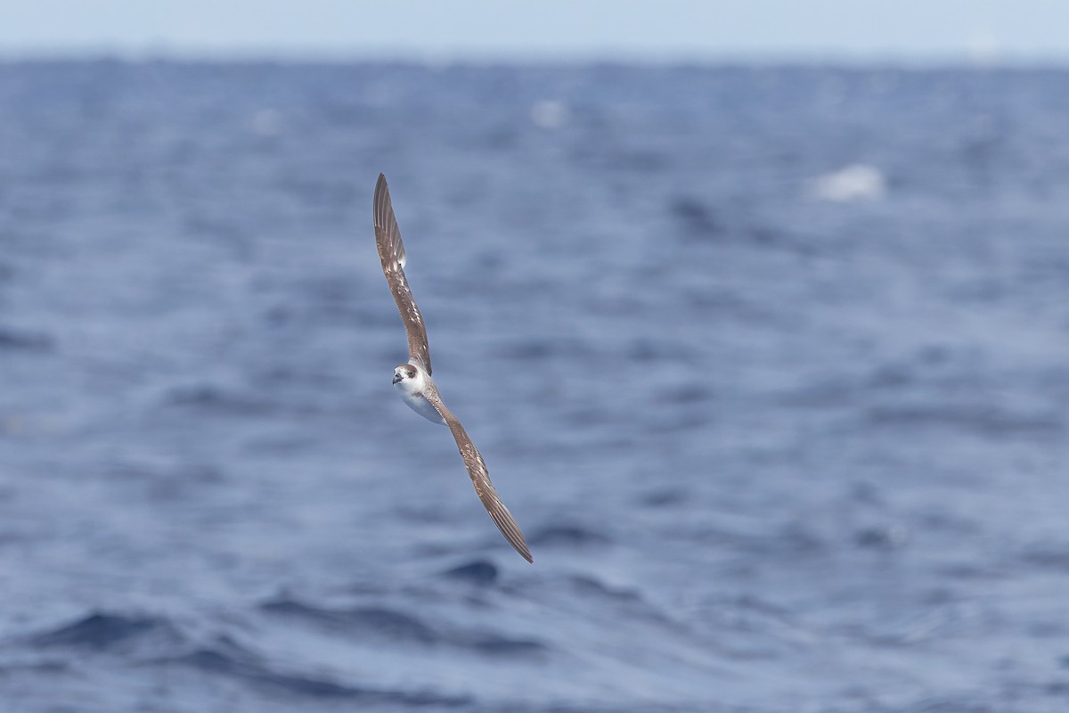 Black-capped Petrel - ML626430444