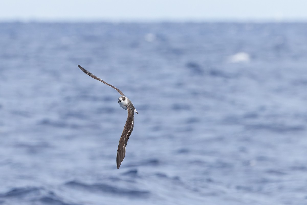 Black-capped Petrel - ML626430445