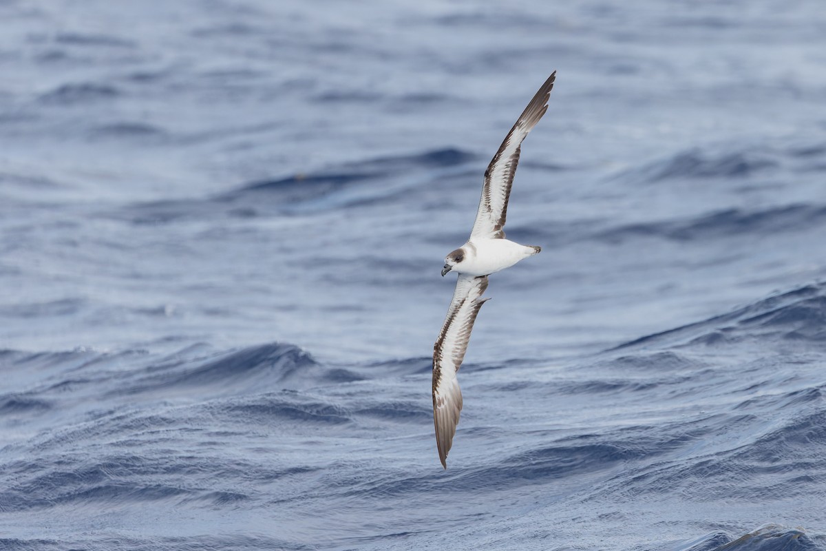 Black-capped Petrel (Dark-faced) - ML626430489