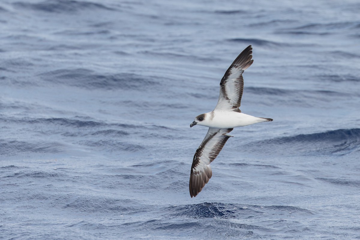 Black-capped Petrel (Dark-faced) - ML626430490