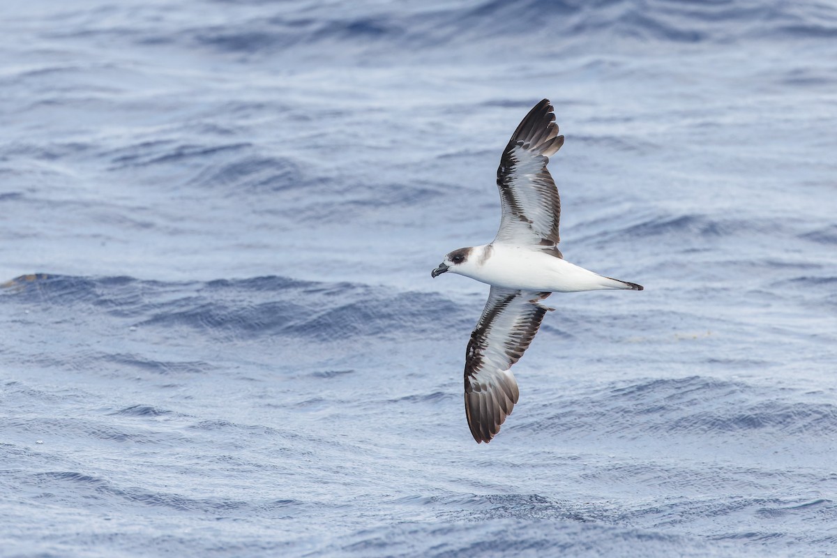 Black-capped Petrel (Dark-faced) - ML626430491