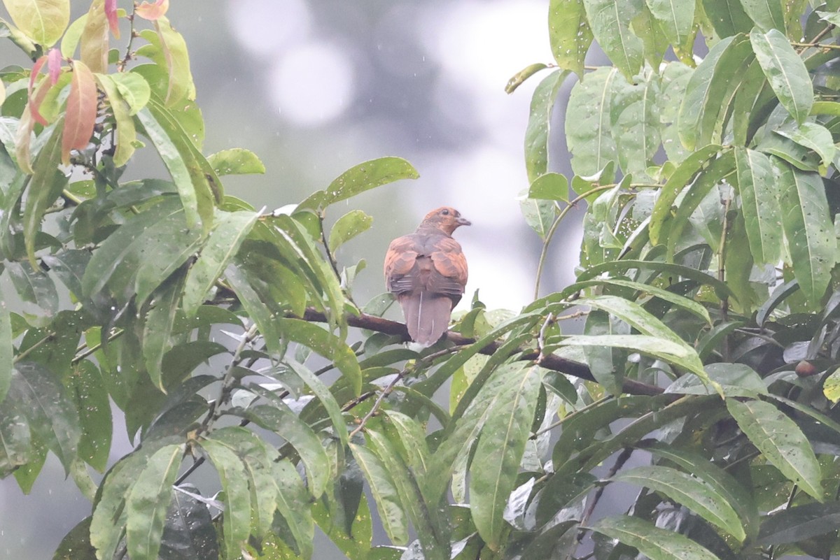 Barusan Cuckoo-Dove - ML626430492