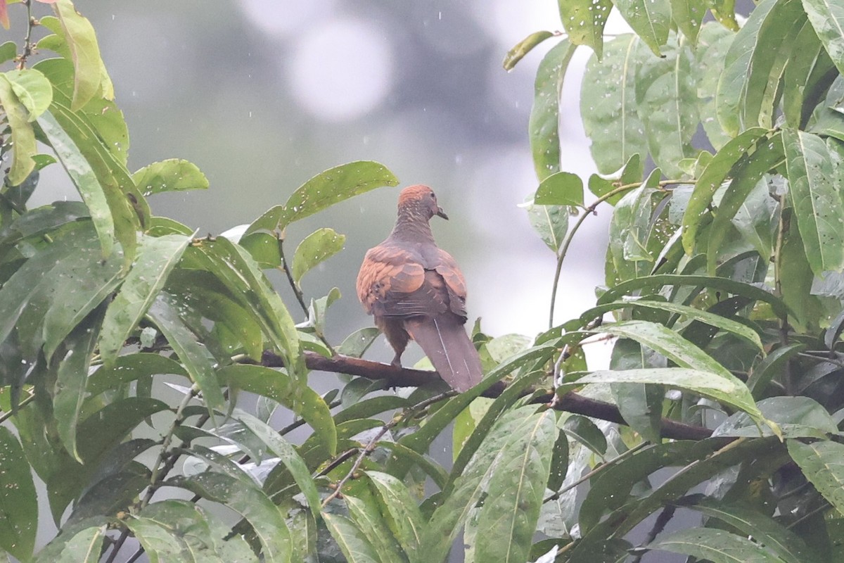 Barusan Cuckoo-Dove - ML626430493