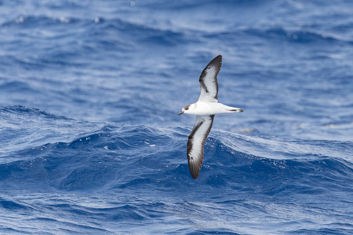 Black-capped Petrel - ML626430501