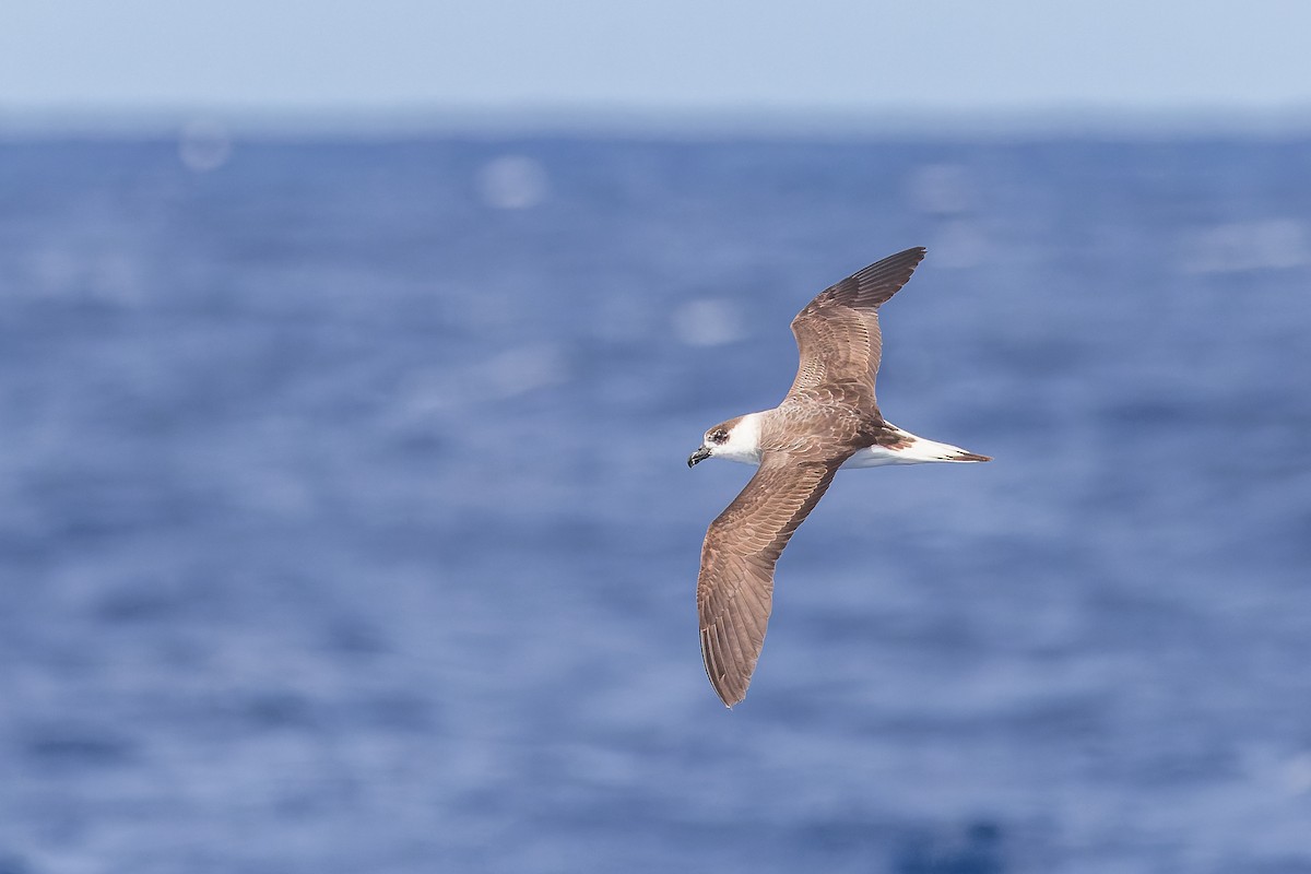 Black-capped Petrel - ML626430502