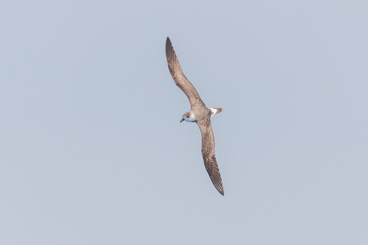 Black-capped Petrel (White-faced) - ML626430504