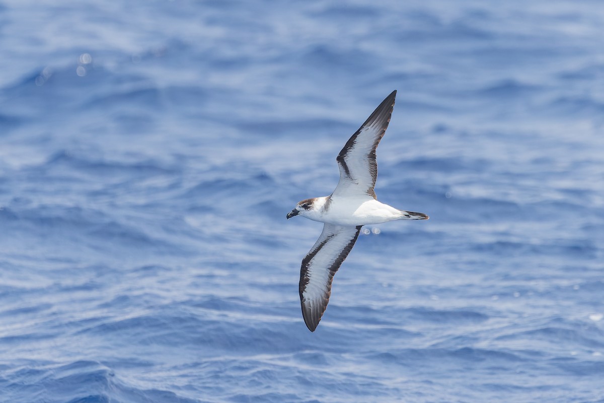 Black-capped Petrel (White-faced) - ML626430509