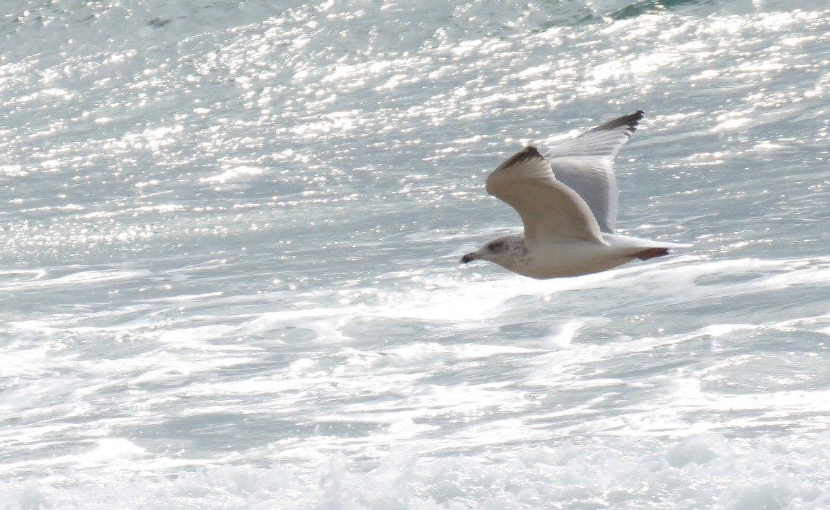 European Herring Gull - ML626430559