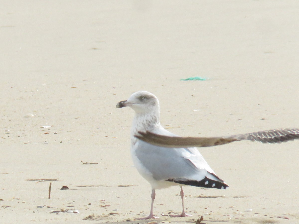 European Herring Gull - ML626430560