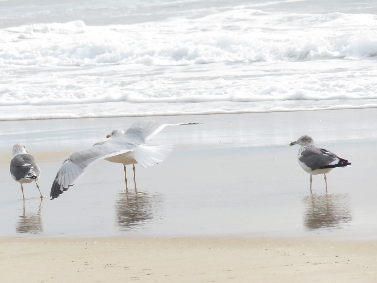 European Herring Gull - ML626430561