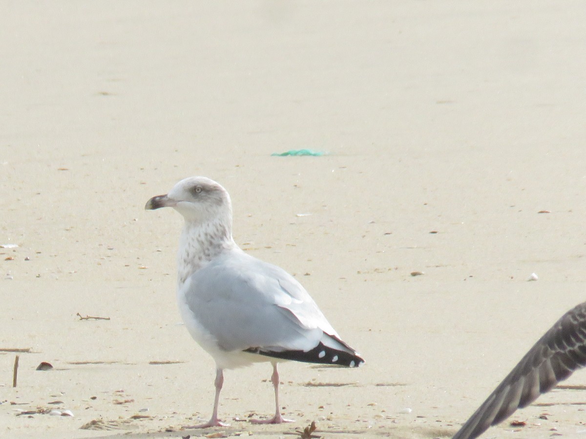 European Herring Gull - ML626430562