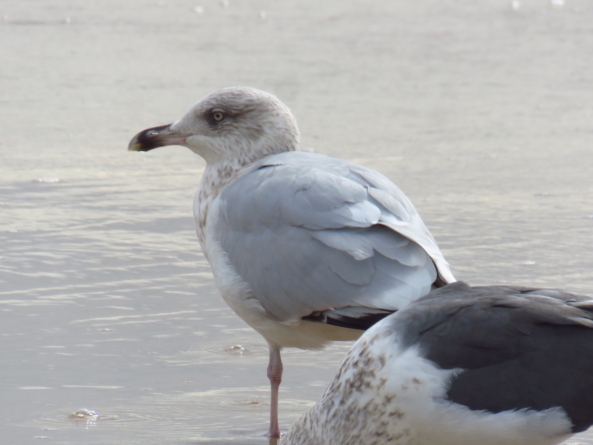 European Herring Gull - ML626430563