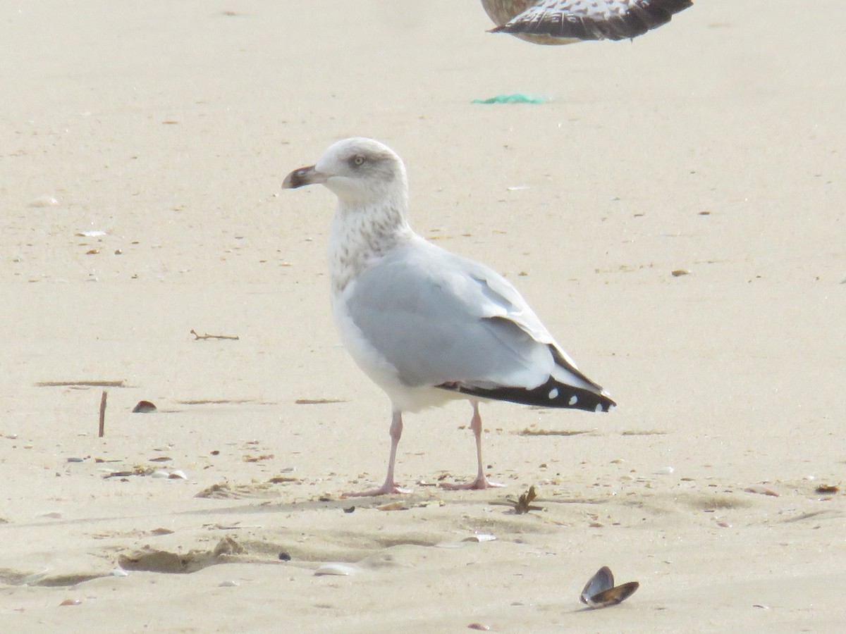 European Herring Gull - ML626430566